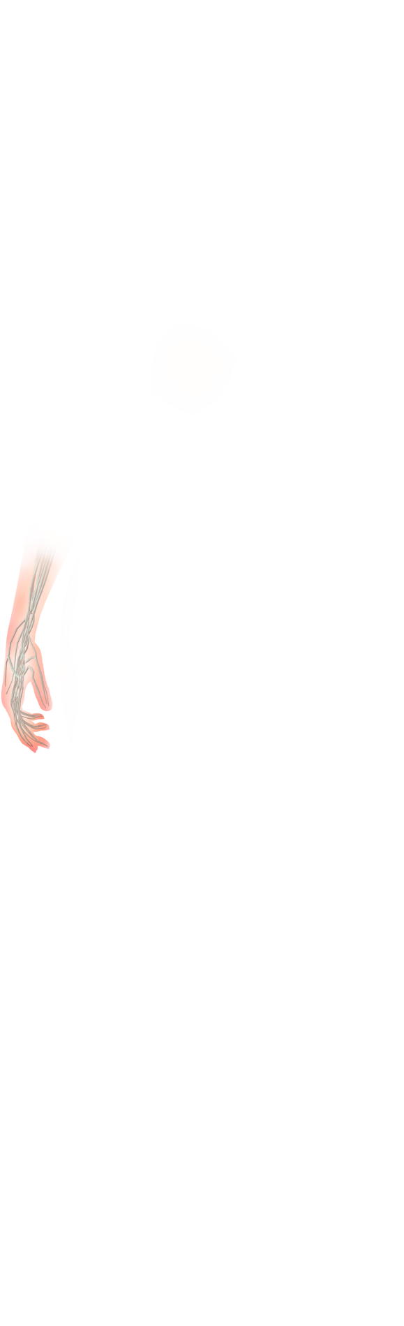 Blood Vessels
