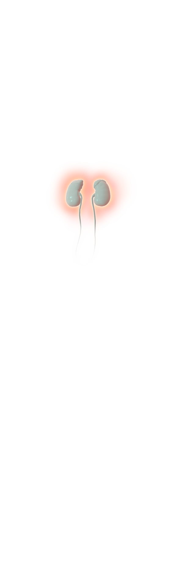 Kidneys