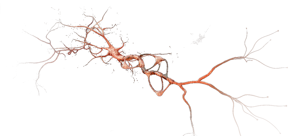 Neuron
